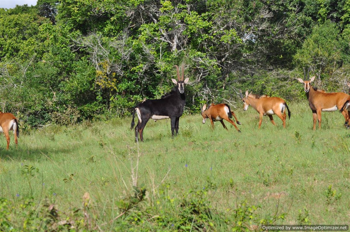 Wildlife moving through a green Shimba Hills clearing