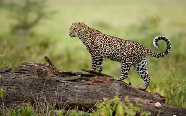 Leopard standing on a fallen log in the green Maasai Mara grassland