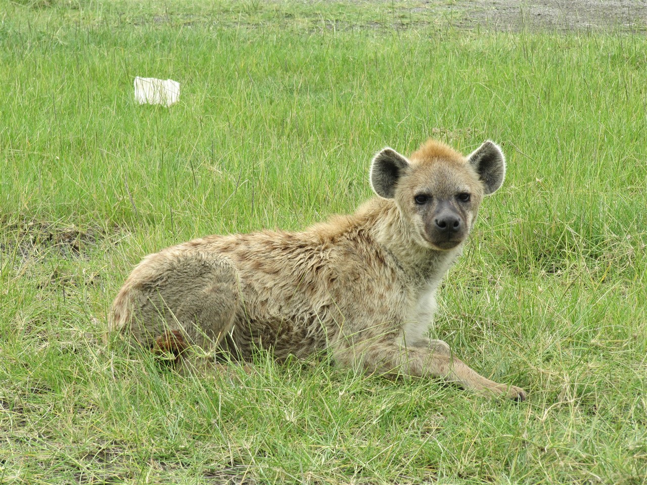 Animals of Lake Nakuru, Rare · Close · Remarkable