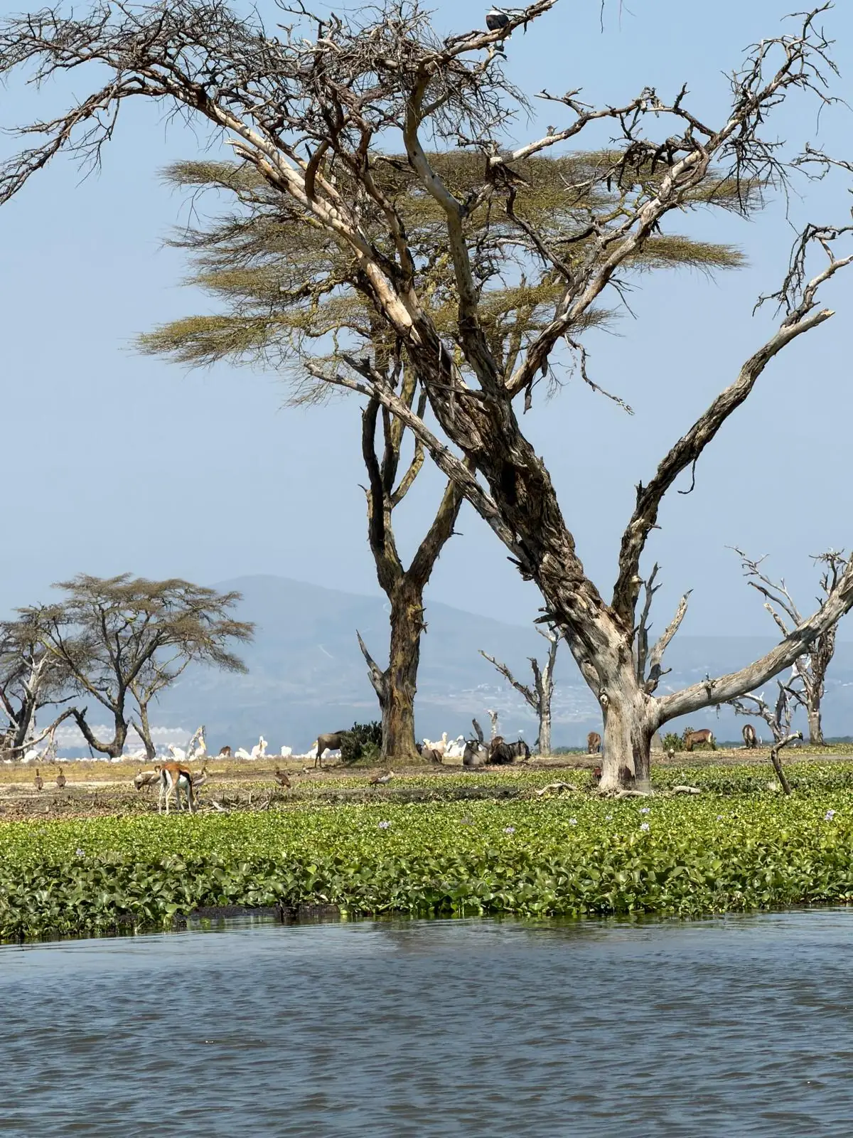 Fever trees, gazelle and wildebeest on the Crescent Island shoreline