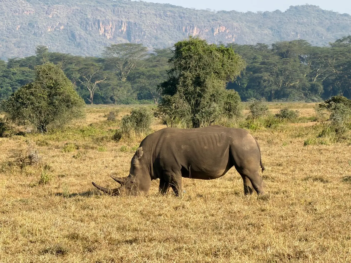 White rhino grazing beneath the Rift Valley escarpment