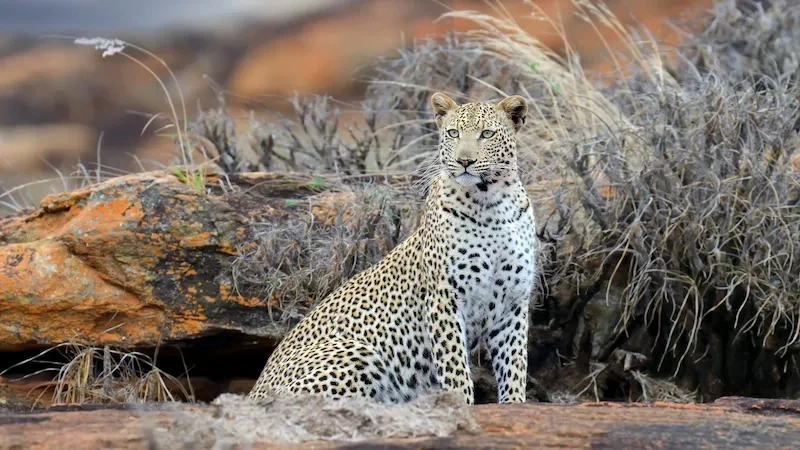 Leopard at dawn on a rocky outcrop in Tsavo East National Park on the final morning game drive