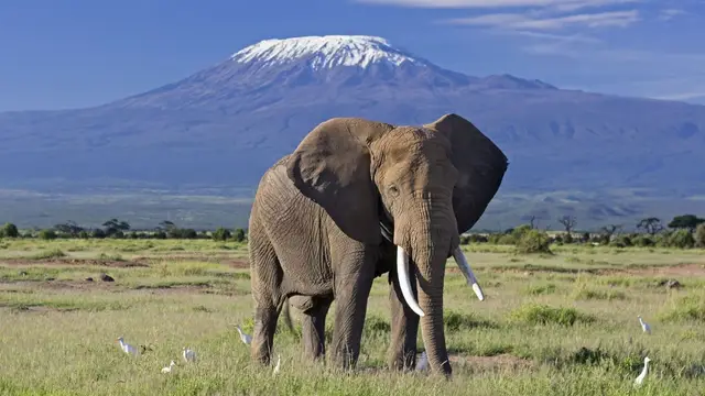 Bull elephant with long tusks in front of snow-capped Mount Kilimanjaro in Amboseli