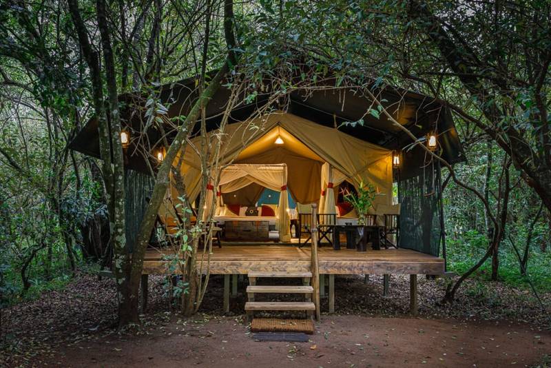 Illuminated safari tent beneath forest trees