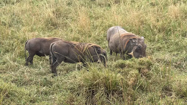 Three warthogs grazing on their knees in tall grass