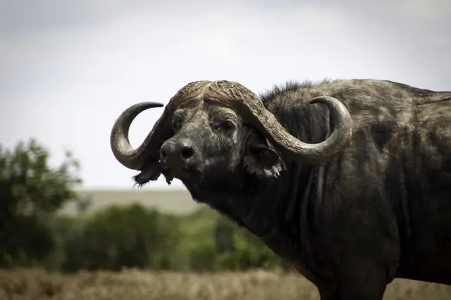 Cape buffalo bull with sweeping horns on the plains