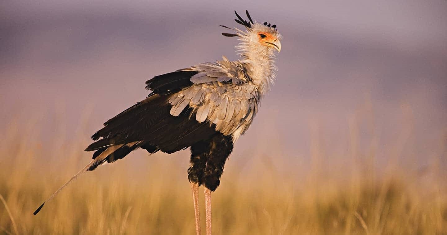 Birds of the Maasai Mara, Feathers · Colour · Flight