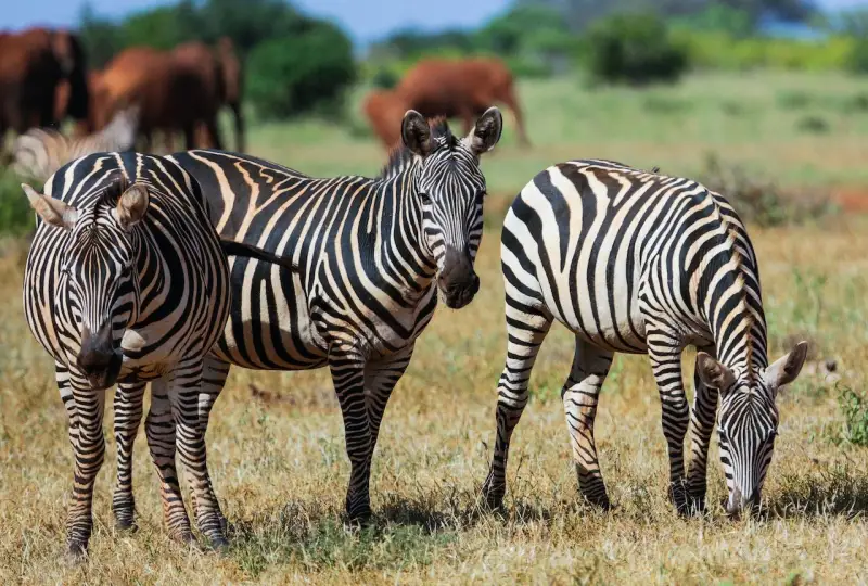 Three zebras grazing with elephants behind them in Tsavo East