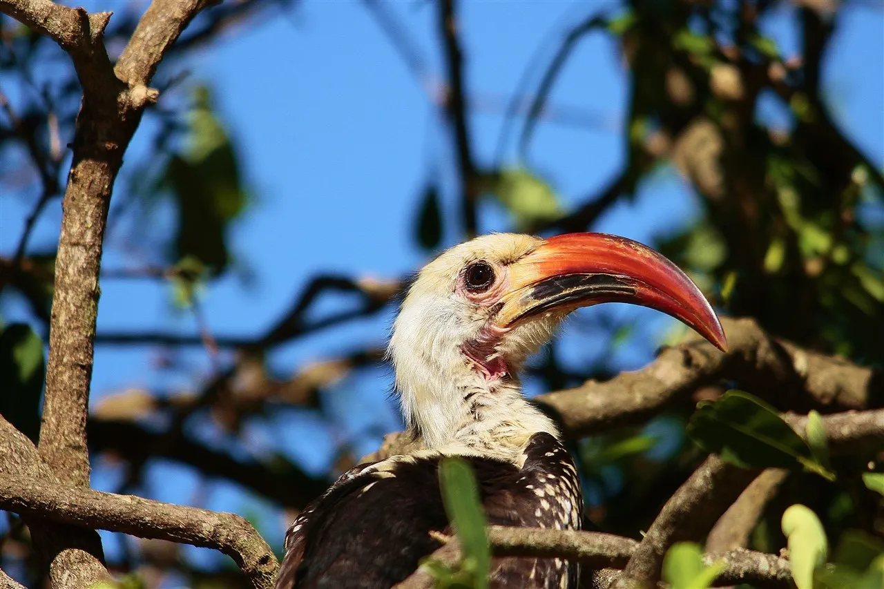 Red-billed hornbill perched in an acacia tree against a blue sky in Tsavo East