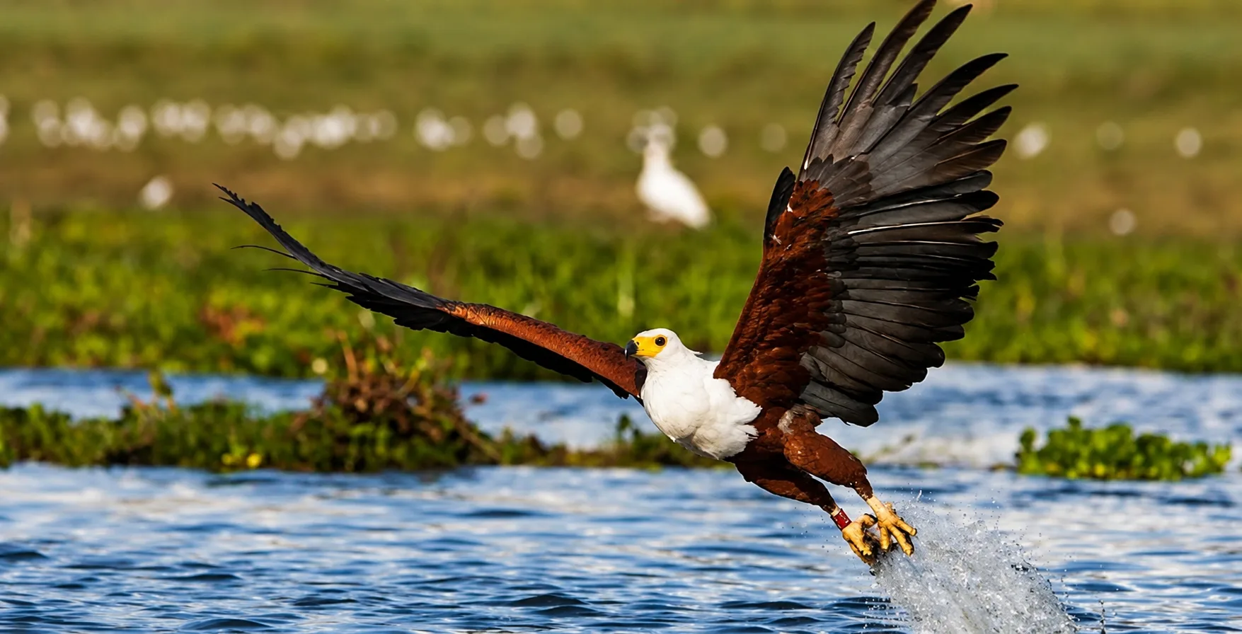 Fish eagles at dawn