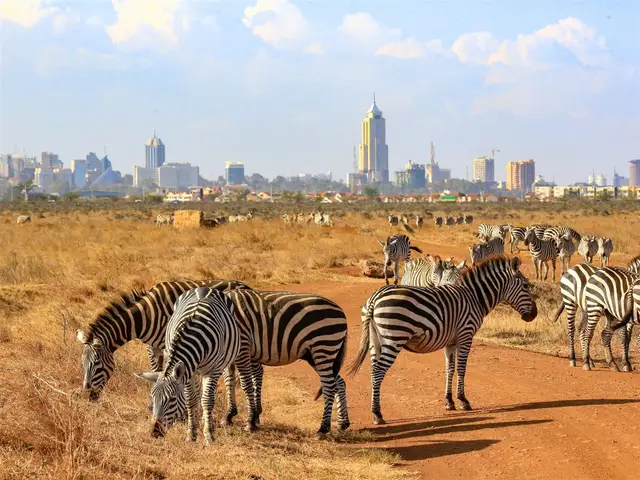Zebras grazing in Nairobi National Park with the city skyline behind
