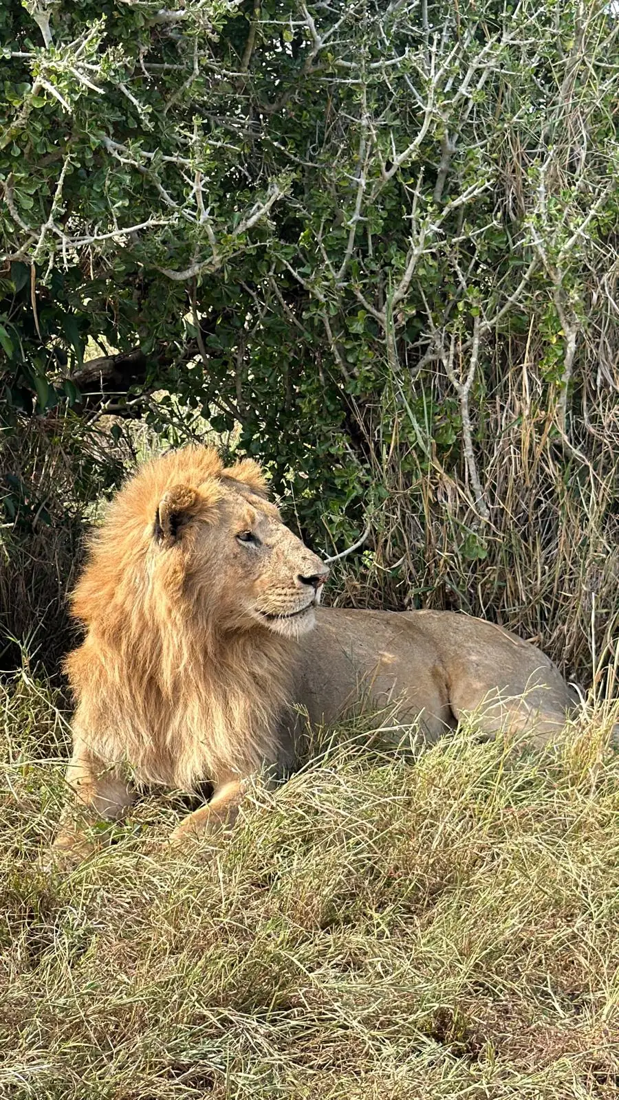 Male lion resting in long grass in Lake Nakuru National Park