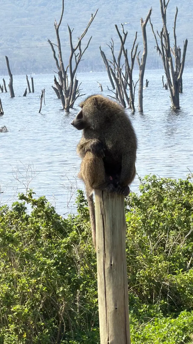 Olive baboon perched on a wooden post above the drowned trees of Lake Naivasha