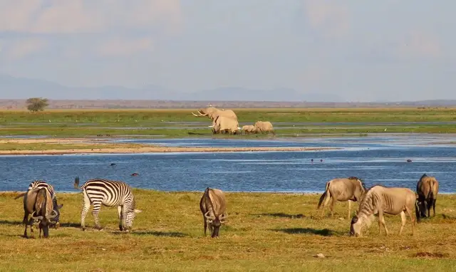Zebra, wildebeest and elephants grazing beside the Amboseli wetlands