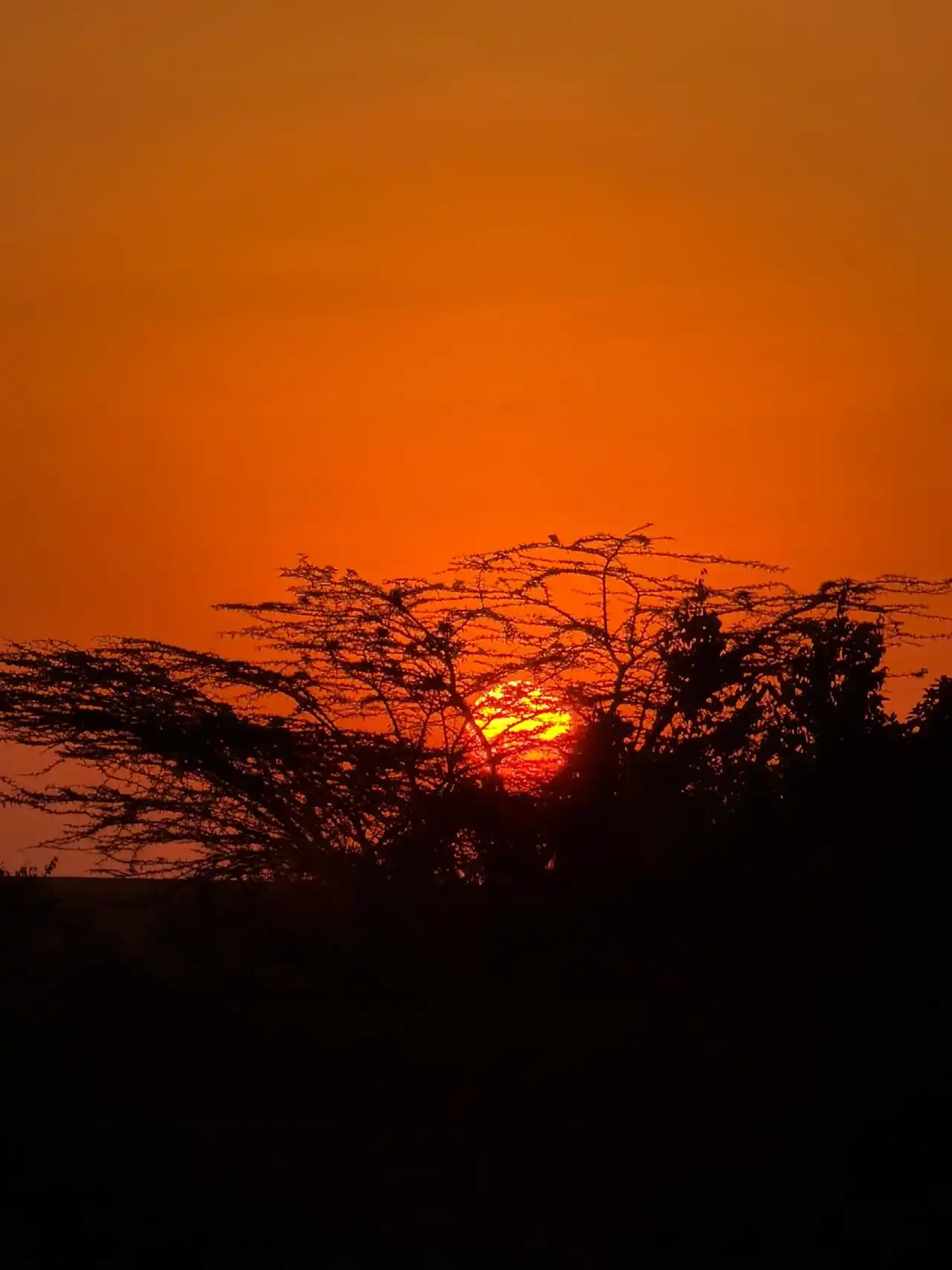 Fiery Masai Mara sunrise behind a silhouetted acacia tree