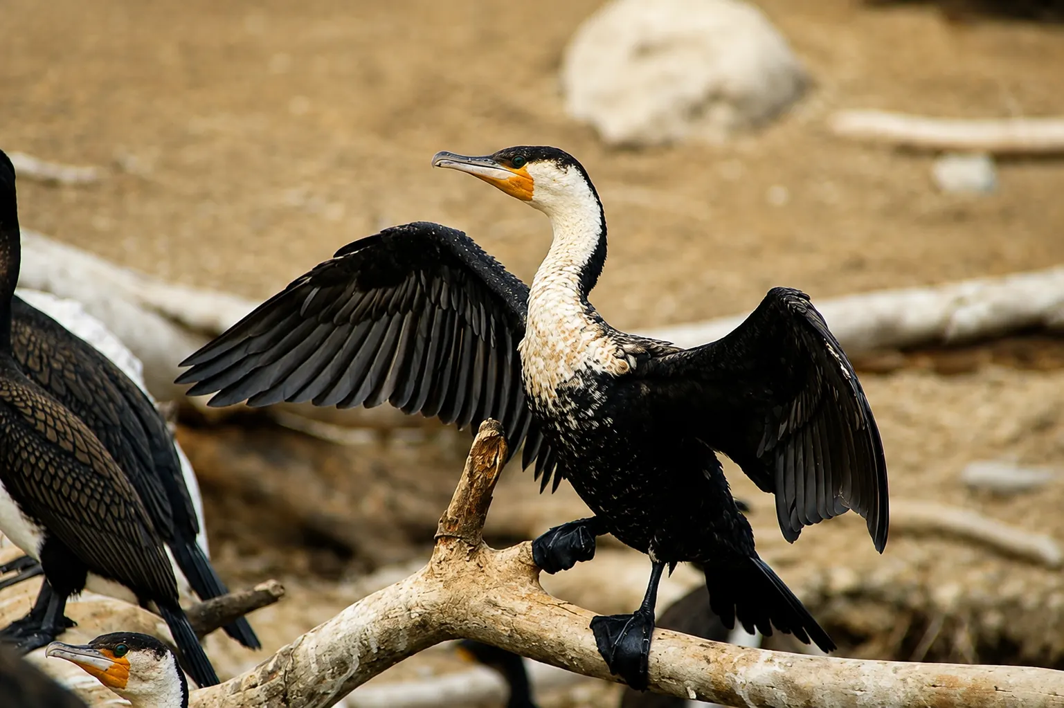 Great cormorant drying its wings on driftwood at Lake Naivasha