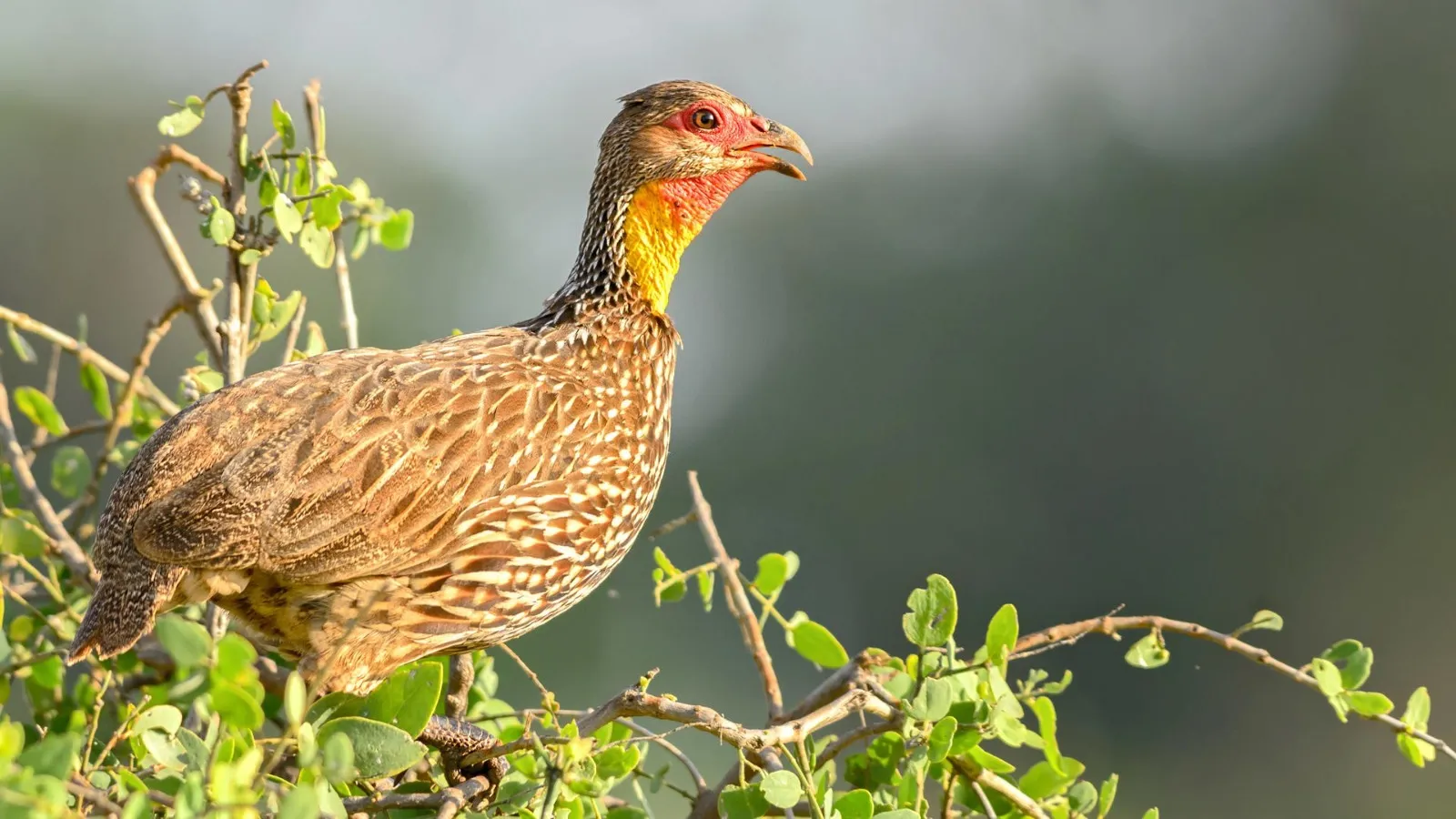 Yellow-necked spurfowl calling from the top of a green bush in the Taita Hills sanctuary