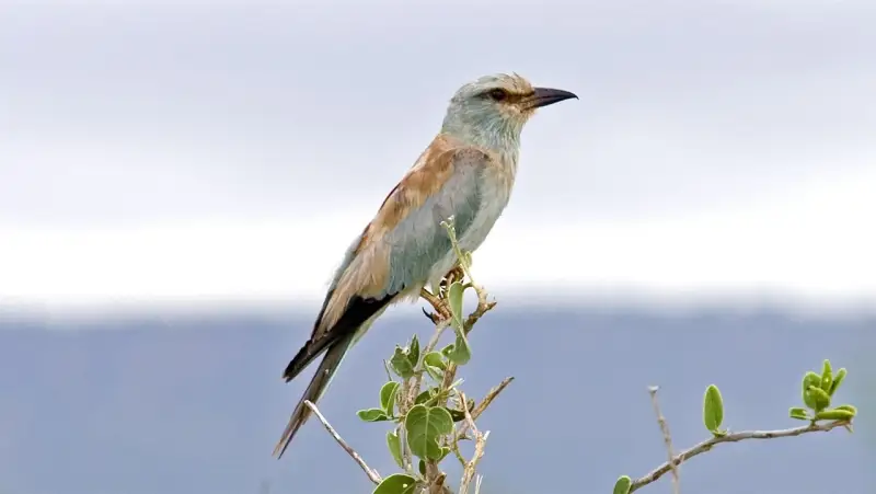 European roller perched on a slender branch against the Tsavo sky
