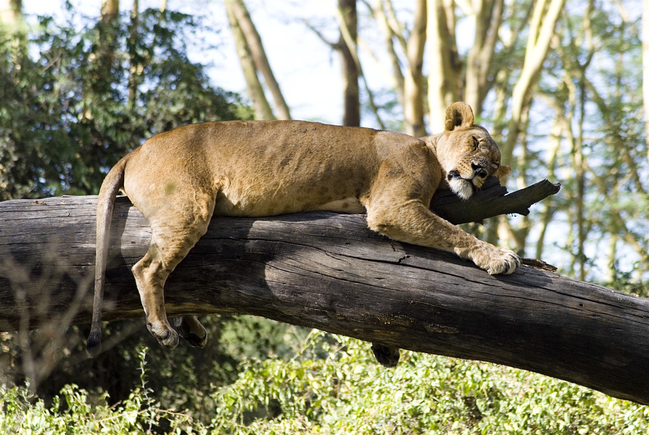 Animals of Lake Nakuru, Rare · Close · Remarkable