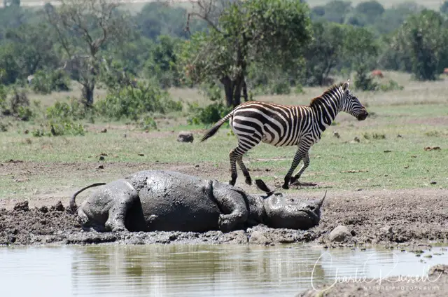 Rhino wallowing in a waterhole at Ol Pejeta as a zebra trots past