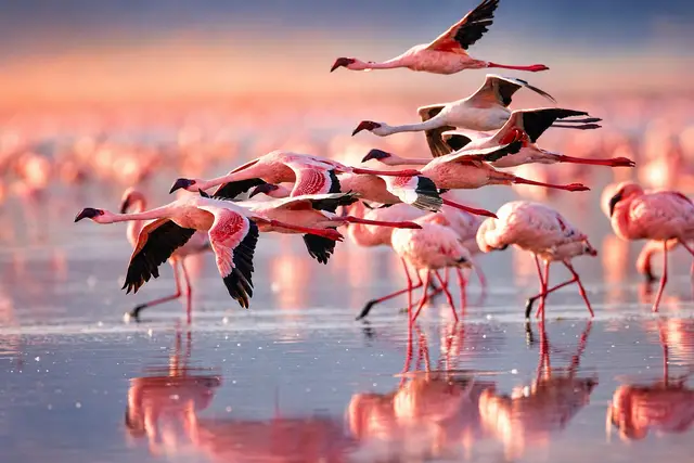 Lesser flamingos taking flight across the pink shallows of Lake Nakuru