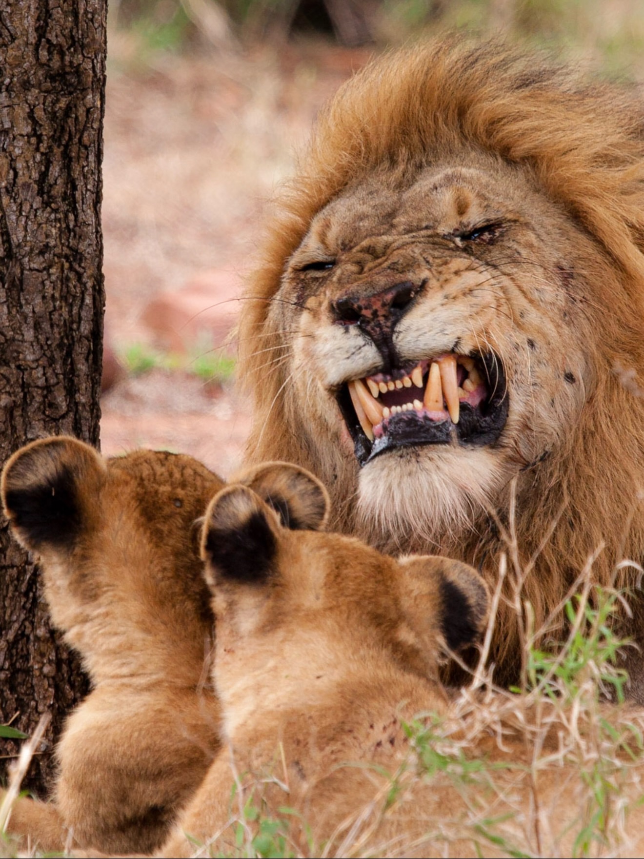 A male lion with playful cubs in the Maasai Mara