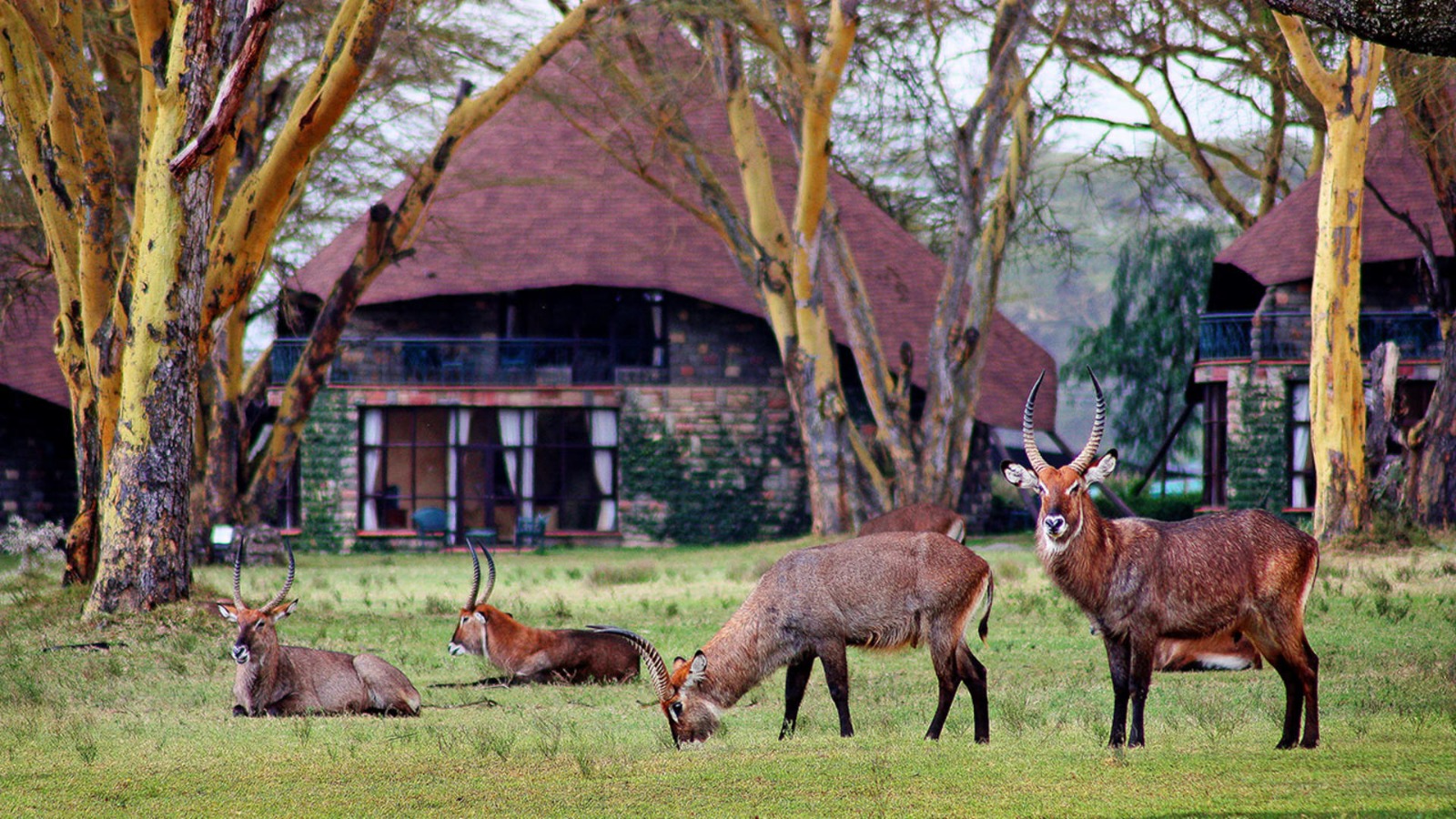 Waterbuck grazing on the lawns outside the cottages at Lake Naivasha Sopa Lodge