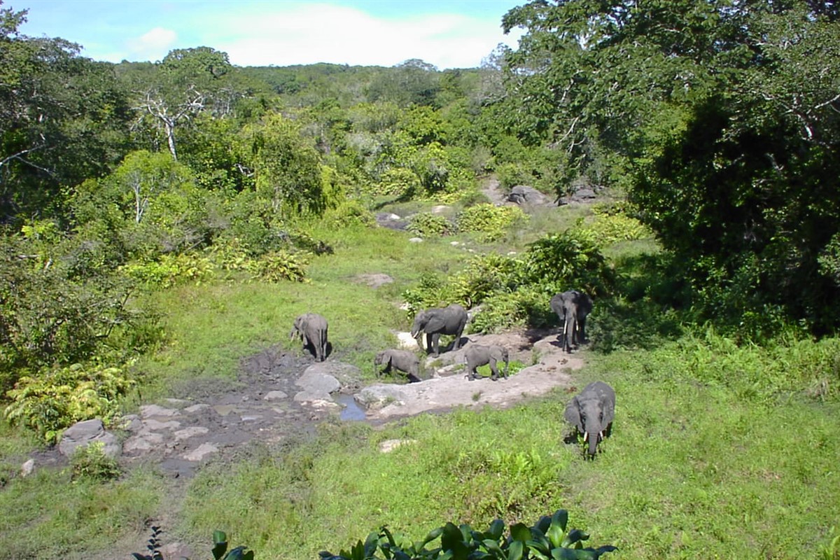 Green Shimba Hills landscape alive with wildlife