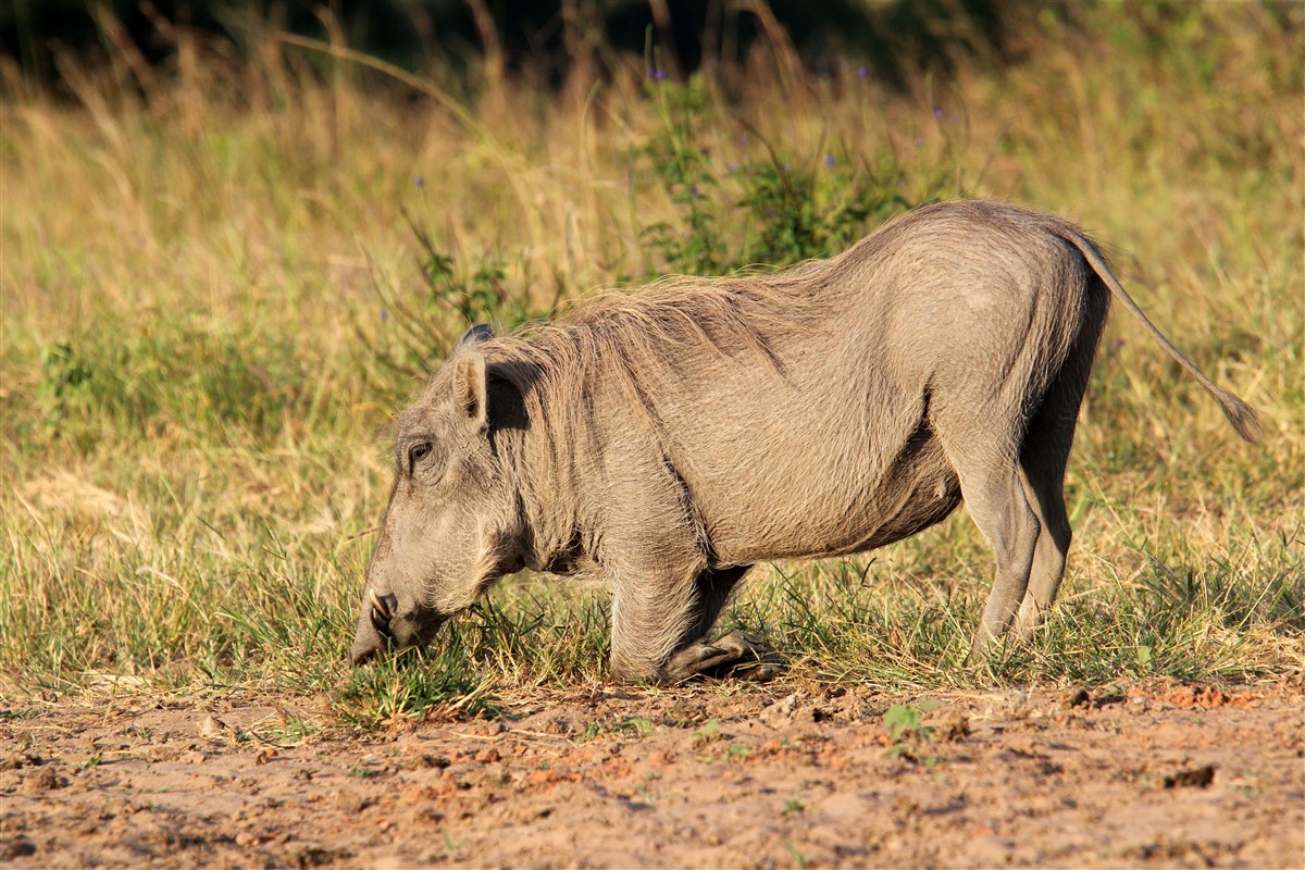 Wildlife at ground level in the Shimba Hills forest