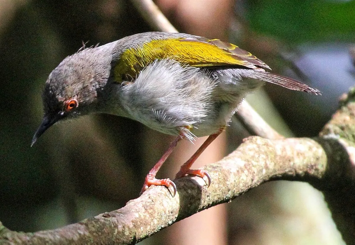 Green-backed camaroptera perched on a mossy branch in the Taita Hills forest