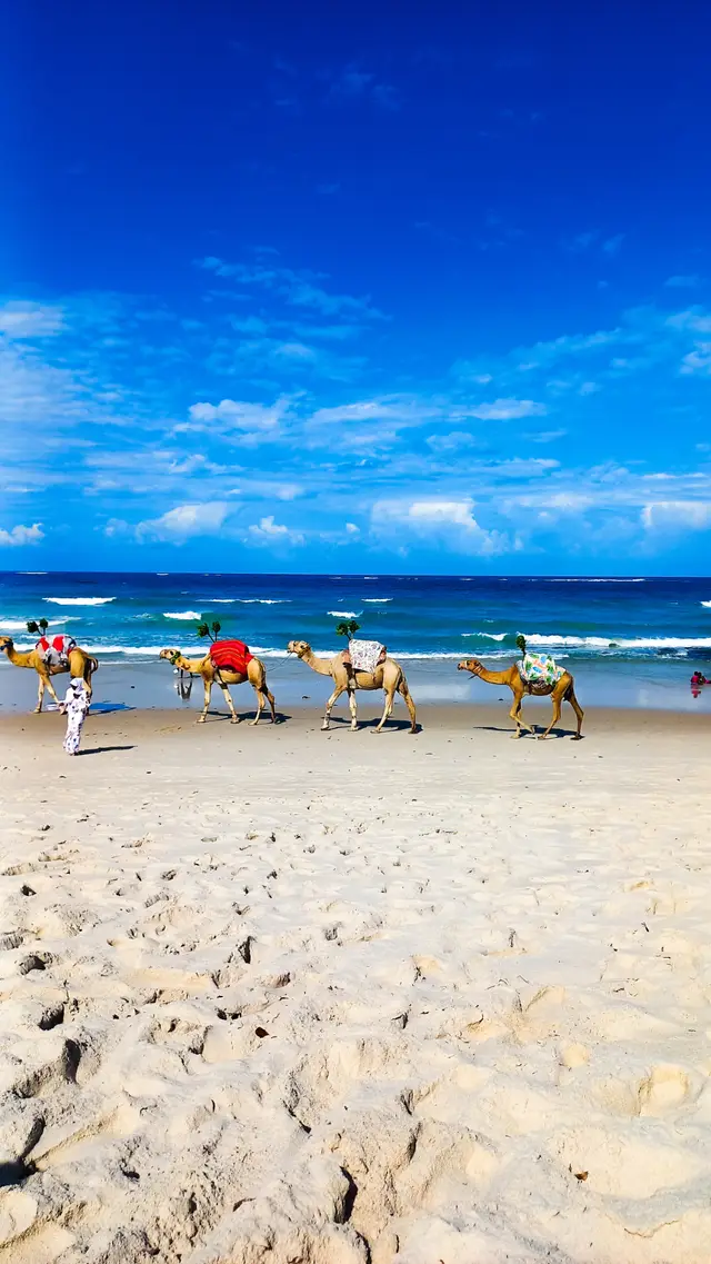 Camels walking along the white sand of Diani Beach beside the turquoise Indian Ocean