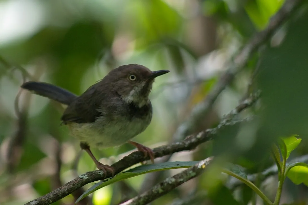 Small forest warbler perched on a thin branch in the green Taita Hills forest
