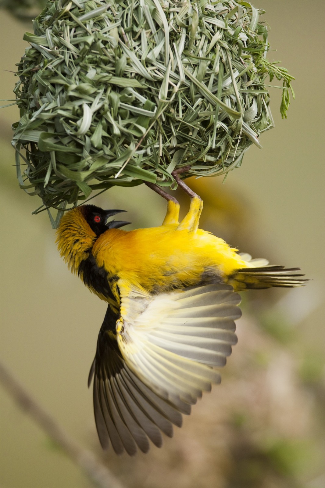 Birds of the Maasai Mara, Feathers · Colour · Flight