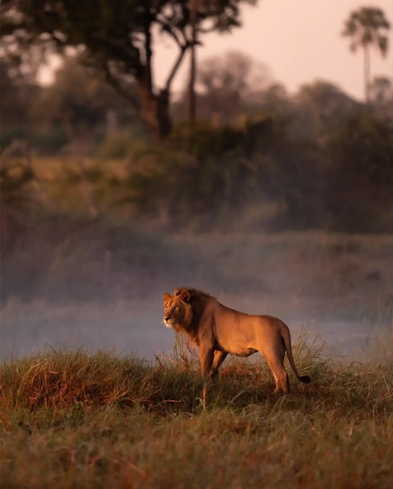 Male lion standing in morning mist beside the river at dawn