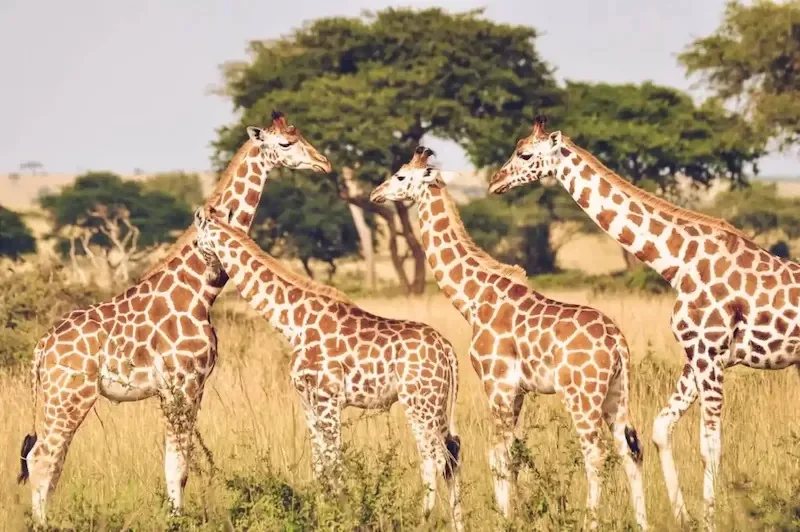 Four reticulated giraffe standing in golden grass among acacia trees in Tsavo East