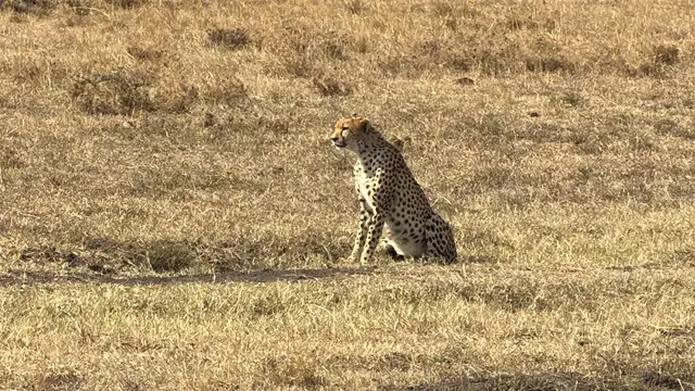 Cheetah sitting upright in short golden grass scanning the Maasai Mara plains