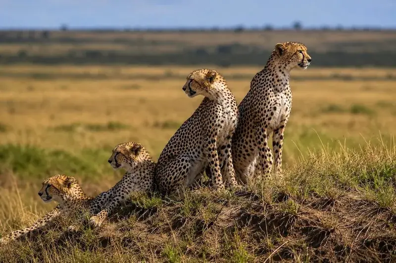 Four cheetahs scanning the savanna from a red-earth mound in Tsavo East