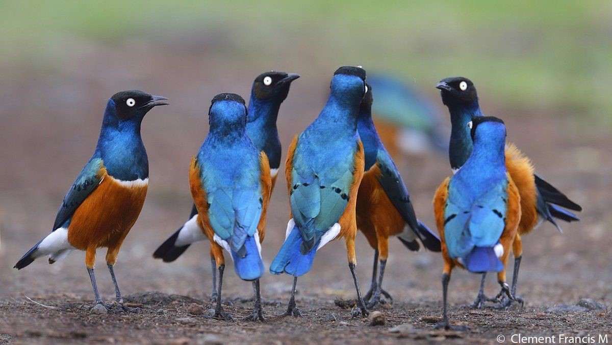 Birds of the Maasai Mara, Feathers · Colour · Flight