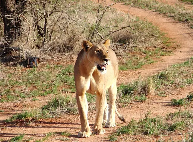 Lioness walking along a red-earth track in the early morning light