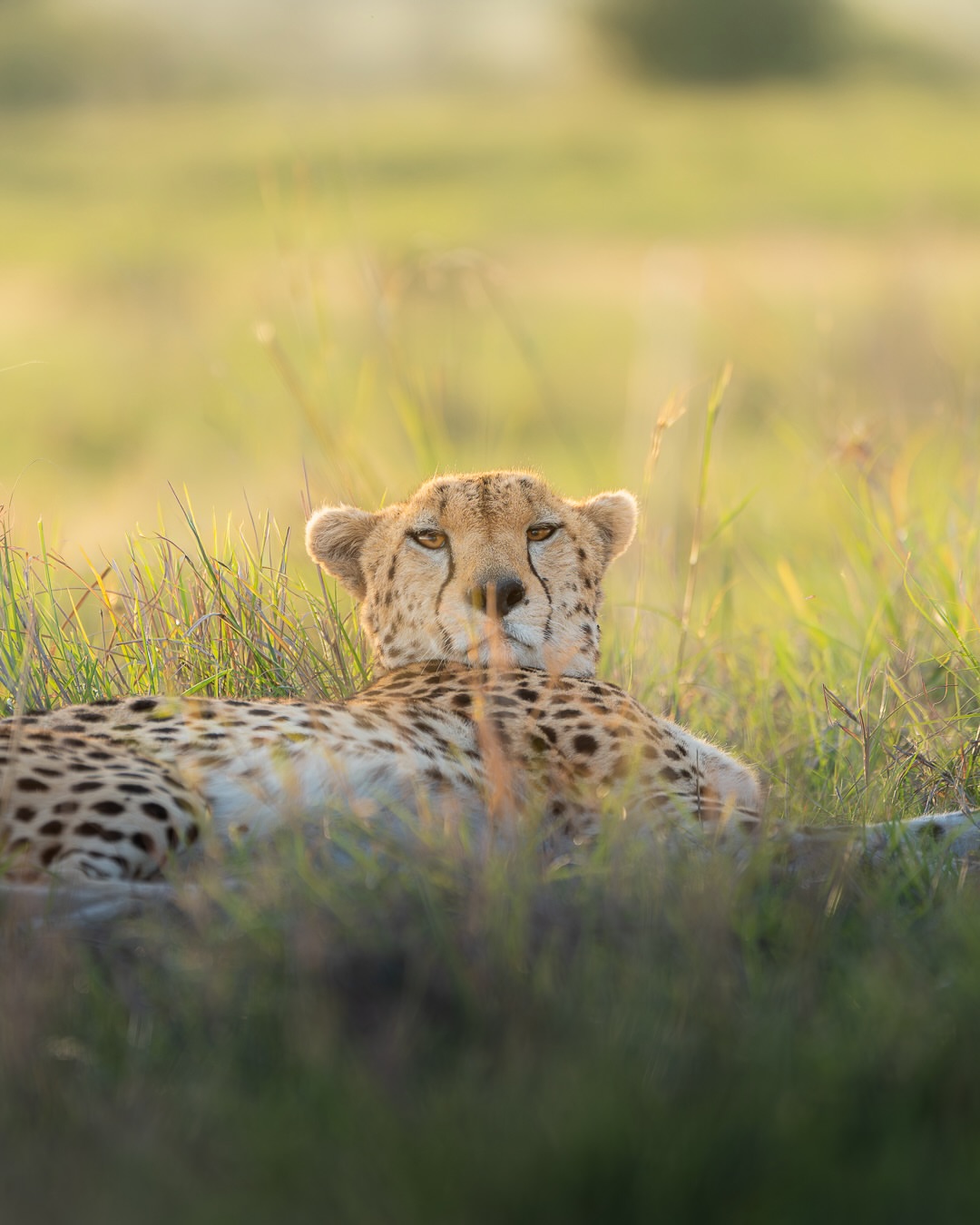 Cheetah resting in golden grass at sunrise