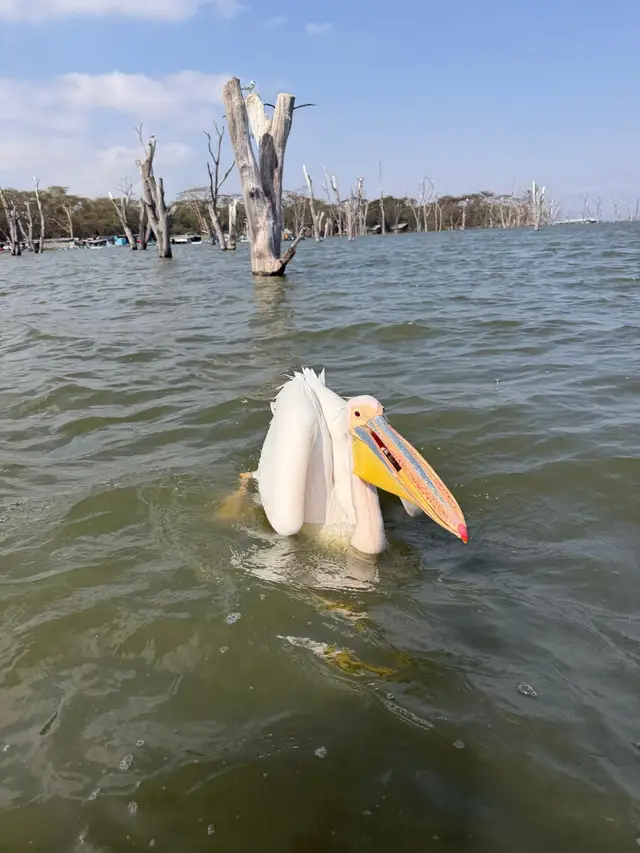 Great white pelican gliding past the drowned acacia forest on Lake Naivasha