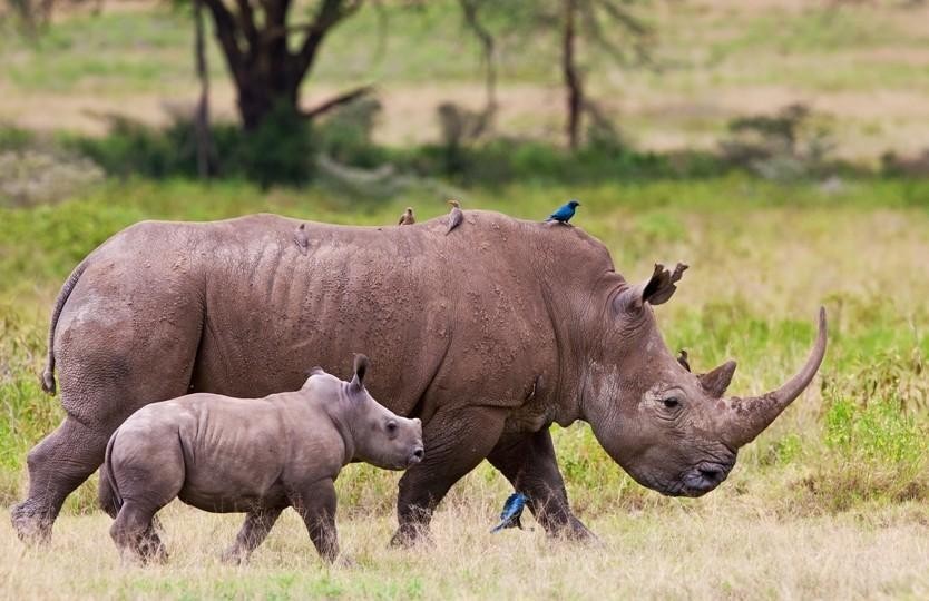 Animals of Lake Nakuru, Rare · Close · Remarkable