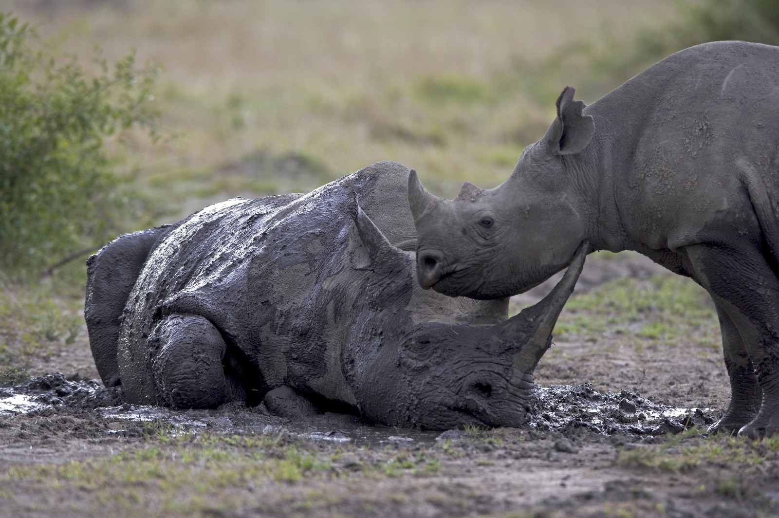 Mammals of the Maasai Mara, Wild encounters