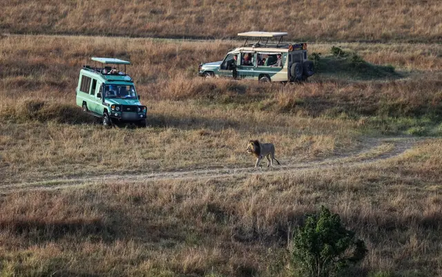 Male lion walking past two safari vehicles on the Maasai Mara plains