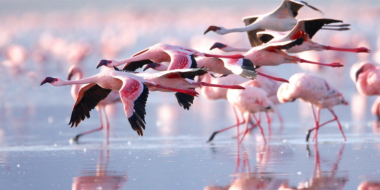 Flamingos taking flight over Lake Nakuru