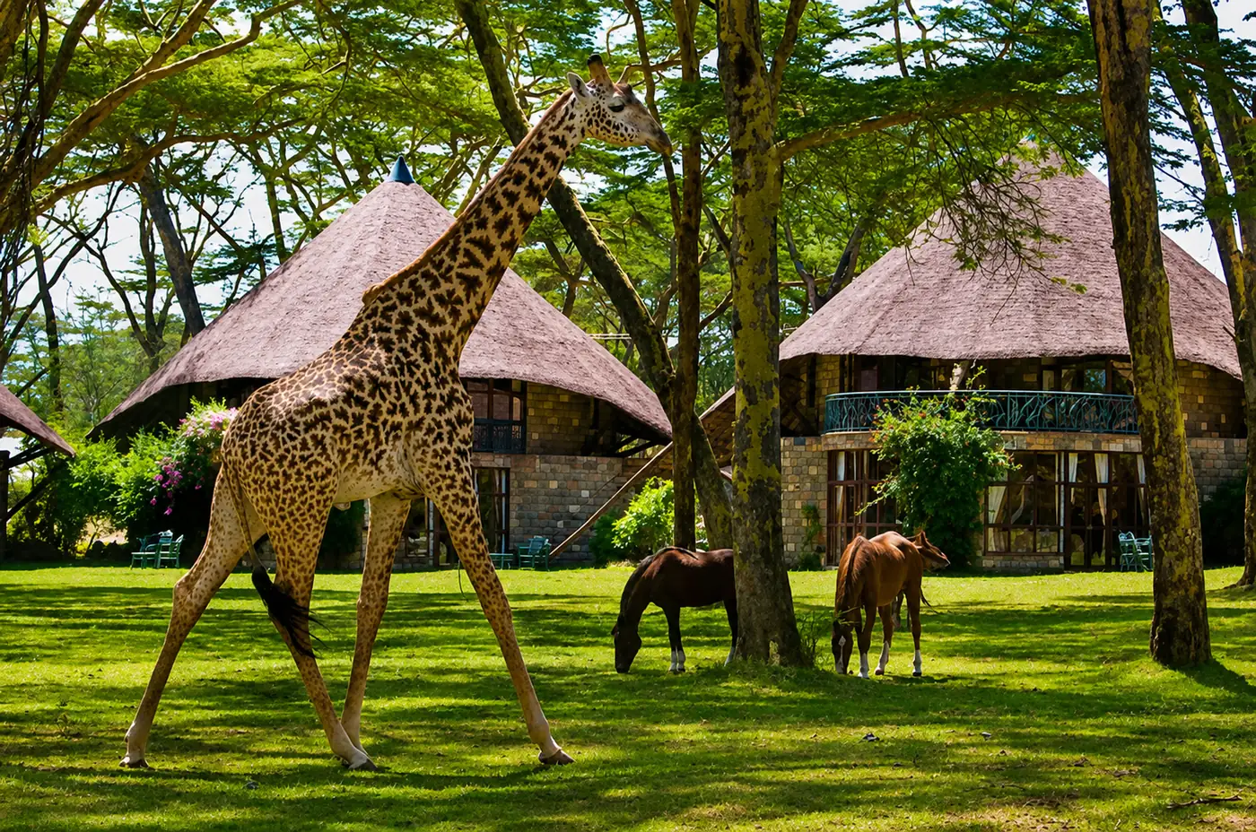 Rothschild giraffe walking near a Lake Naivasha lodge