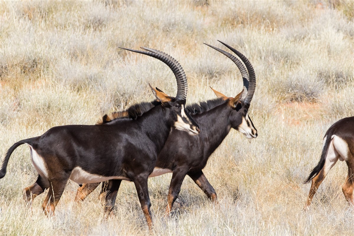 Rare sable antelope moving through the green Shimba Hills landscape