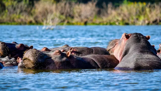 Pod of hippos resting together in the blue water of Lake Naivasha