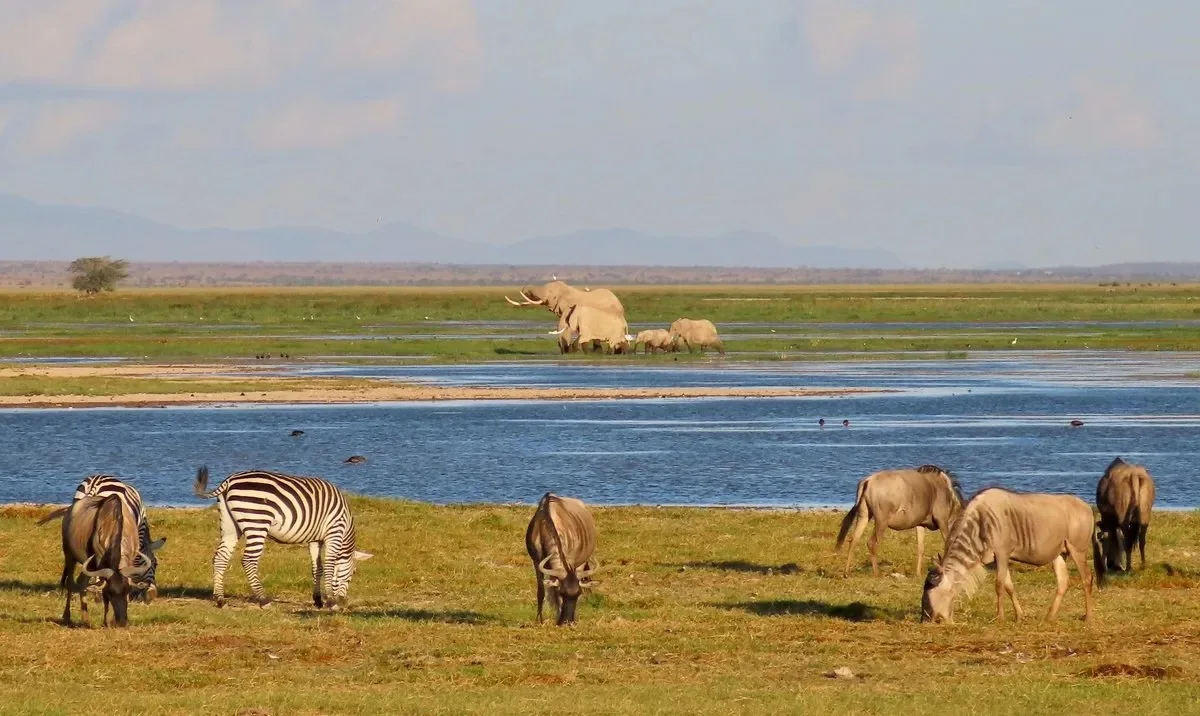 Elephants wading in the Amboseli swamp with zebra and wildebeest grazing on the shore