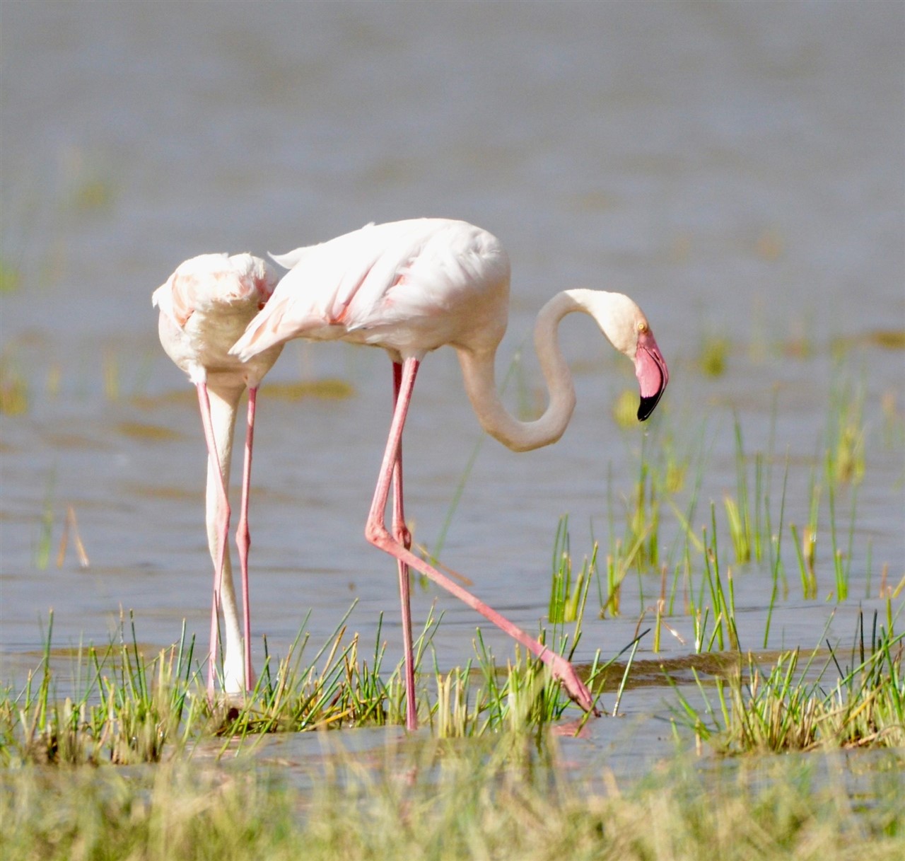 Birds of Lake Nakuru, Flamingo country